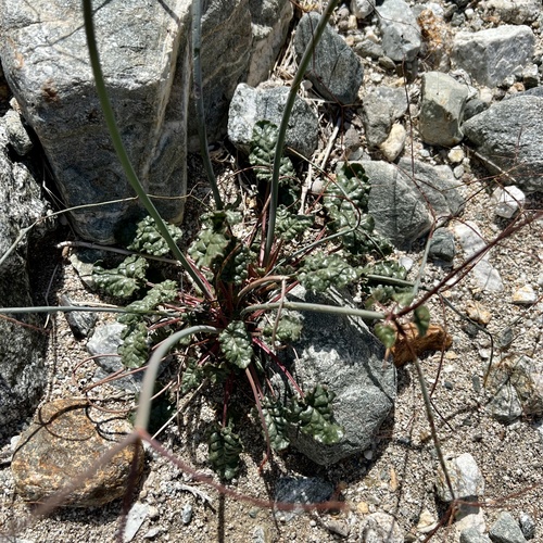 iNaturalist observation photo of Desert Trumpet