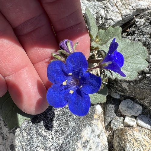 iNaturalist observation photo of desert bluebells