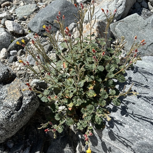 iNaturalist observation photo of heartleaf suncup