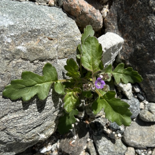 iNaturalist observation photo of Notch-leaf Scorpionweed