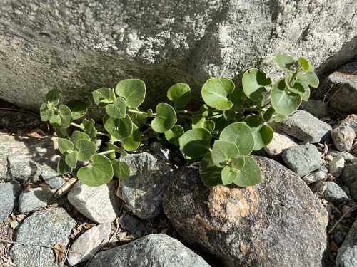iNaturalist observation photo of Wishbone Bush