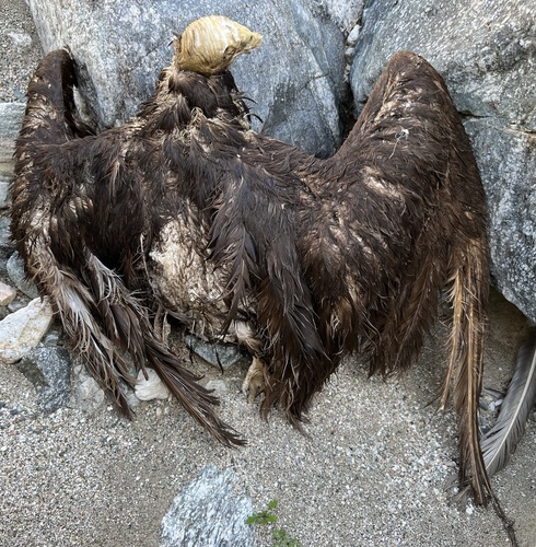 iNaturalist observation photo of Turkey Vulture