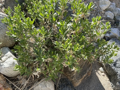 iNaturalist observation photo of American threefold