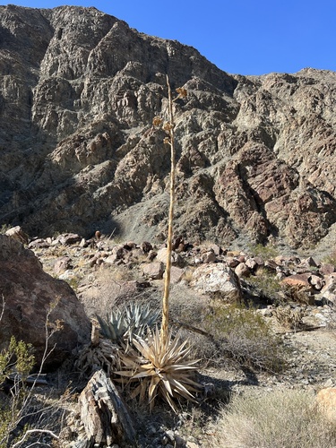 iNaturalist observation photo of desert agave