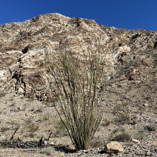 iNaturalist observation photo of ocotillo