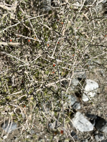 iNaturalist observation photo of Anderson Thornbush