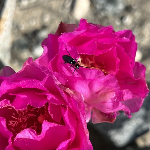 iNaturalist observation photo of Red-eared Blister Beetle