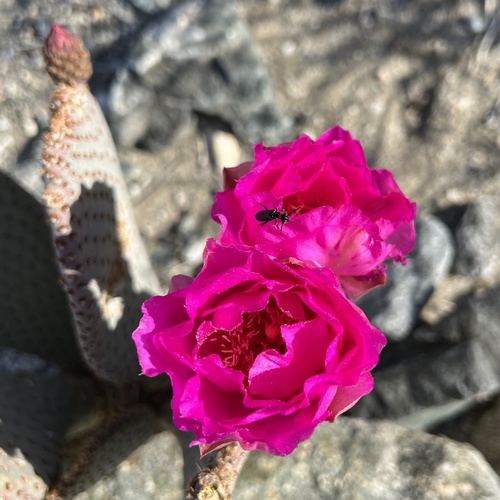 iNaturalist observation photo of beavertail cactus