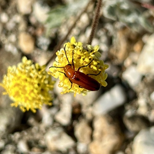 iNaturalist observation photo of Nemognatha