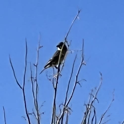iNaturalist observation photo of Birds