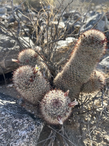 iNaturalist observation photo of Peninsular fishhook cactus