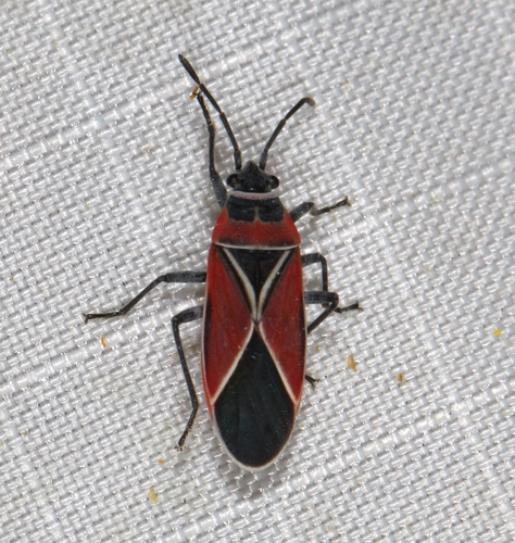 iNaturalist observation photo of White-crossed Seed Bug