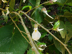 Pombalia prunifolia image