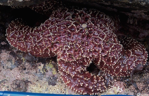 org · ochre sea star, observed by direbecca on may 9, 2015