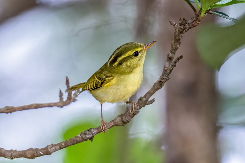 Hartert's Leaf Warbler photo