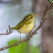 Hartert's Leaf Warbler - Photo (c) Oscar Ho, all rights reserved, uploaded by Oscar Ho