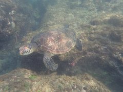 Green sea turtle