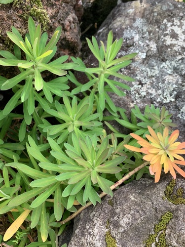 Azorean spurge