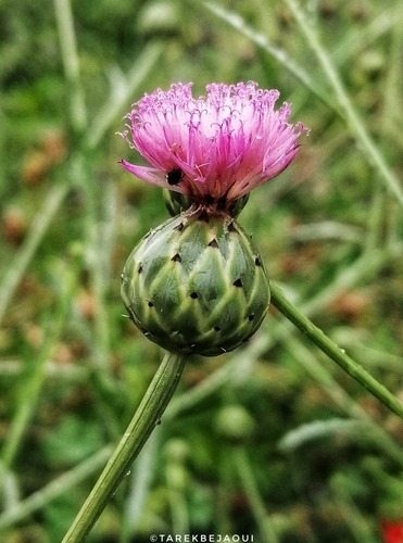 dagger flower