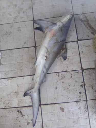 Pigeye Shark