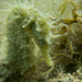 Observation photo