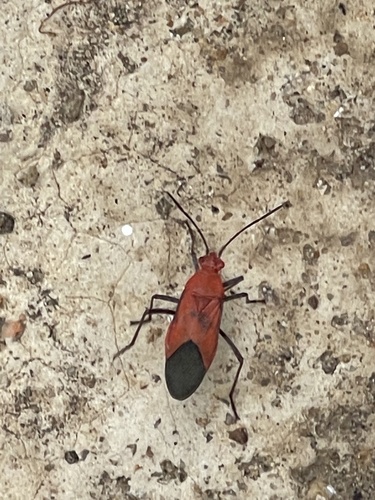 Leptocoris griseiventris
