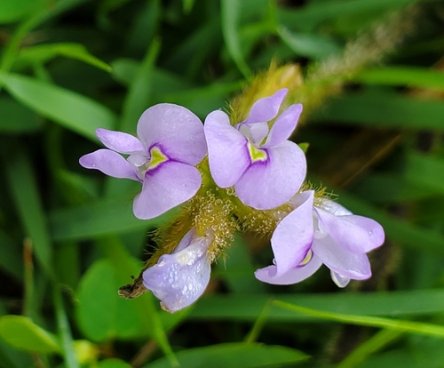 Calopogonium