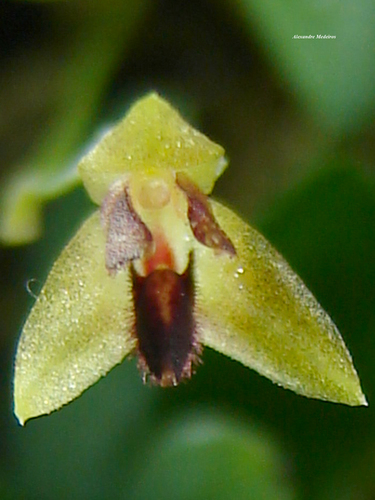 Adenochila Orchid