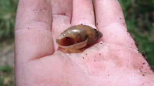 Euglandina vanuxemensis
