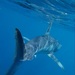 Longfin Mako - Photo (c) Ben Shemer, all rights reserved, uploaded by Ben Shemer