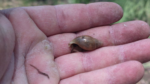 Euglandina vanuxemensis