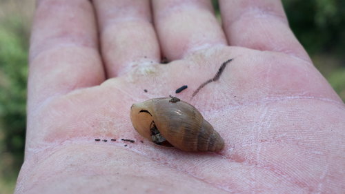 Euglandina vanuxemensis