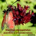 Dianthus stenopetalus - Photo (c) Georgios Mesimeris, all rights reserved, uploaded by Georgios Mesimeris