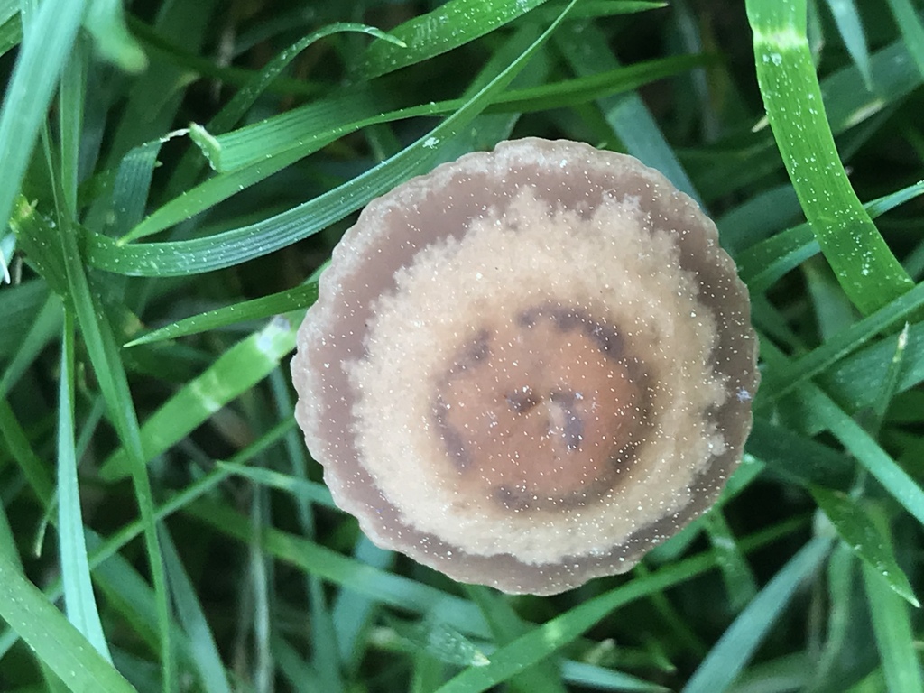 Mower's Mushroom from 55345538 Sugarbush Ln, Rockville, MD, US on May