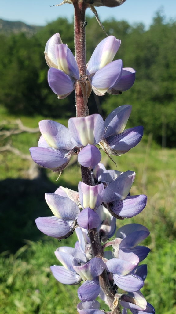 longleaf bush lupine (Lupinus longifolius) · iNaturalist