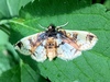 Compacta - Photo (c) HumbleEarthGarden, all rights reserved, uploaded by HumbleEarthGarden