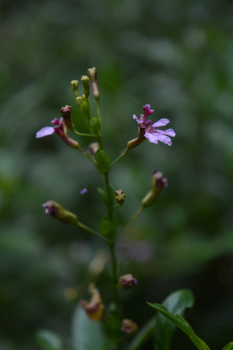 Cuphea salicifolia