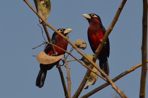 Double-toothed Barbet
