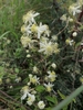 Clematis oweniae - Photo (c) Michelle Greve, all rights reserved, uploaded by Michelle Greve