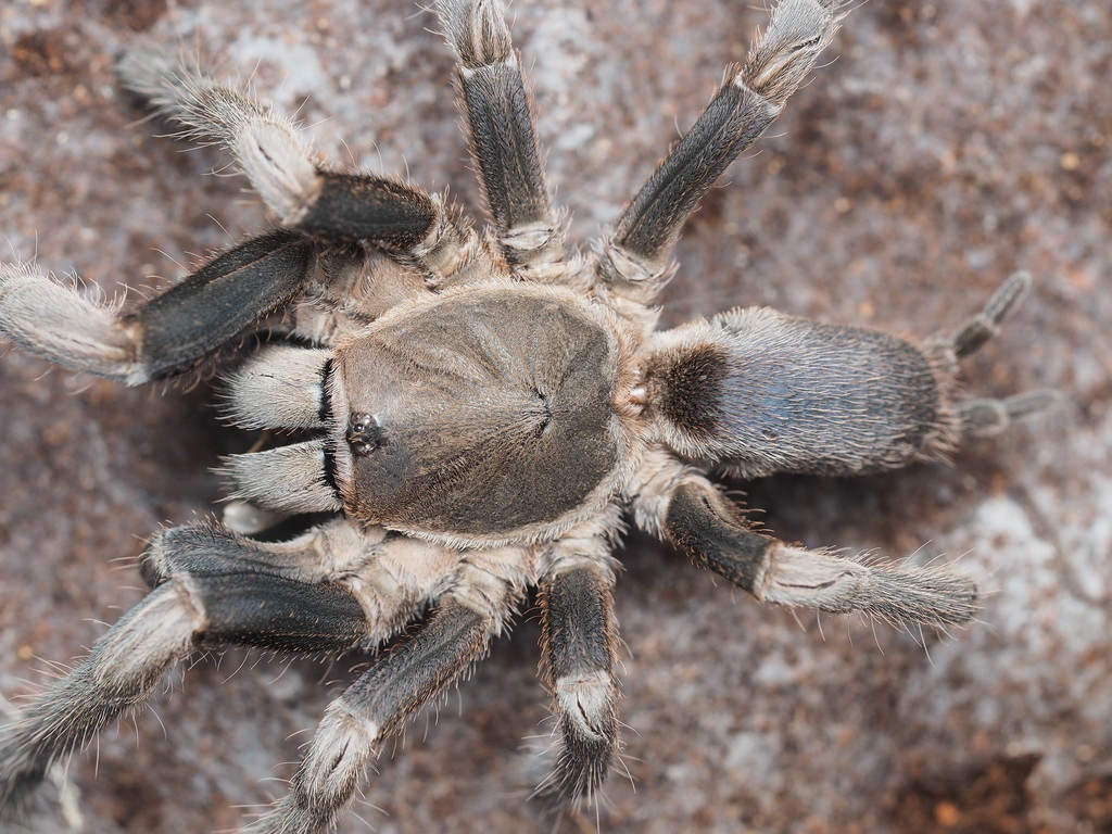 Queensland Whistling Tarantula in March 2022 by Ethan Yeoman · iNaturalist