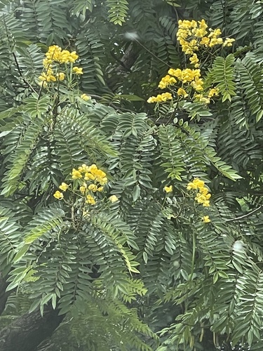 whitebark senna