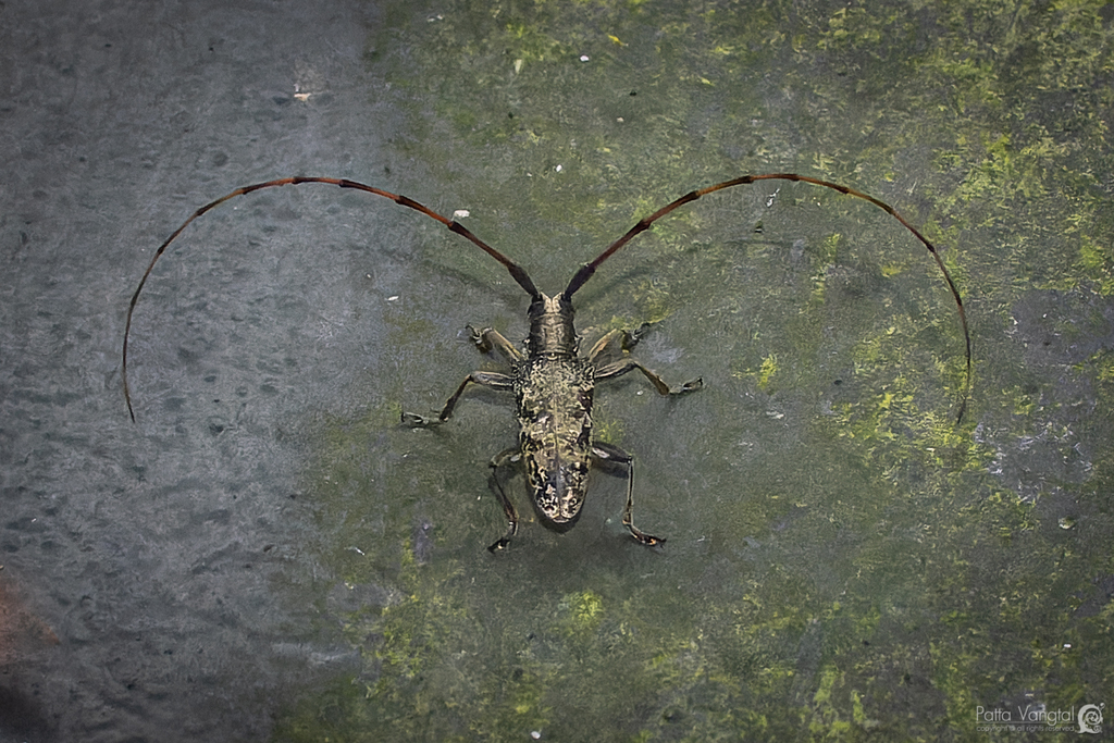 Acalolepta permutans from Khao Yai National Park on February 18, 2022