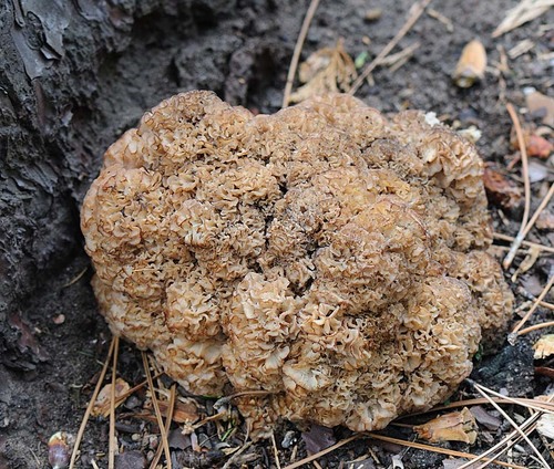 Cauliflower Fungus