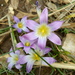 Romulea bulbocodium dioica - Photo (c) dries-fatsah, all rights reserved
