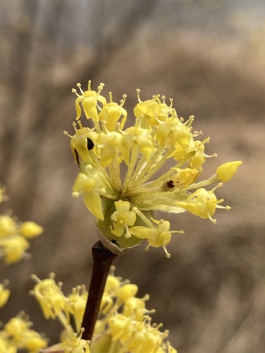 Cornelian cherry