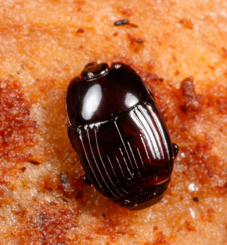 Eurylister carolinus