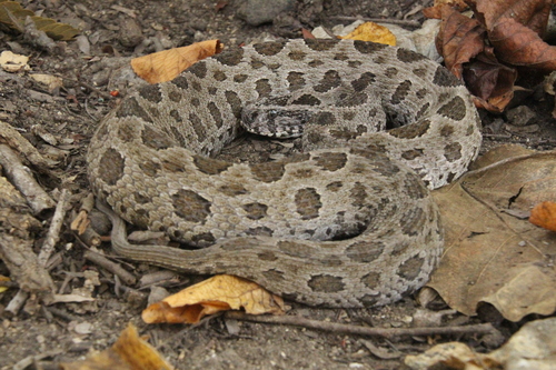 Siamese Russell's Viper — seen at this dive site