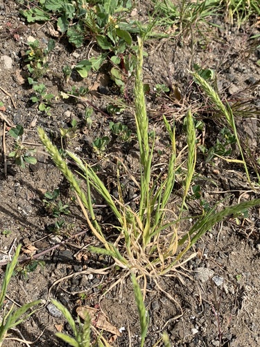 Rostraria azorica