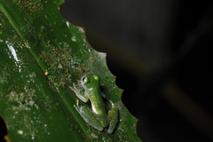 Sachatamia albomaculata image