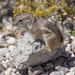 White-tailed Antelope Squirrel - Photo (c) Carolyn Copper, all rights reserved, uploaded by Carolyn Copper
